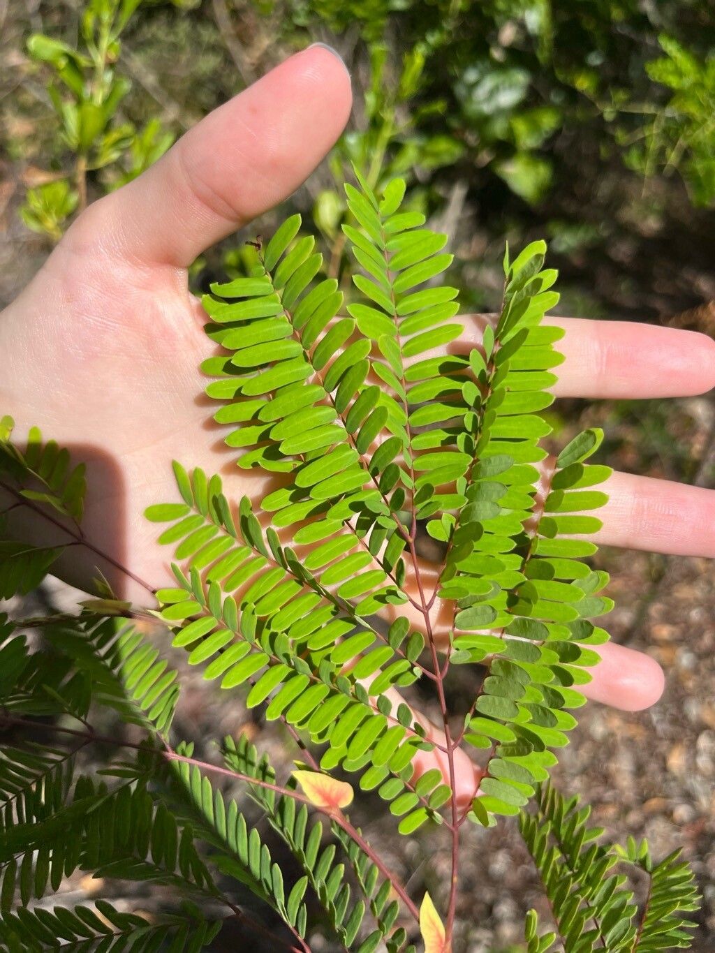 Lysiloma latisiliquum — search result for 'Bahamas'