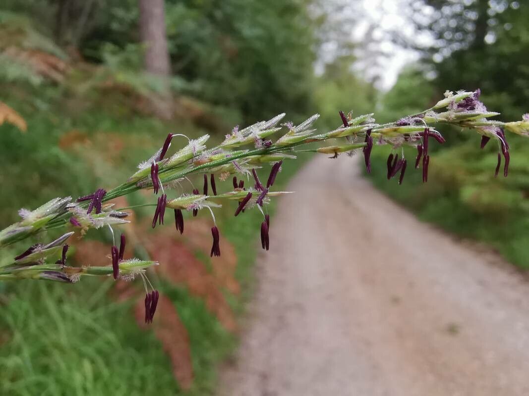 Molinia caerulea flower