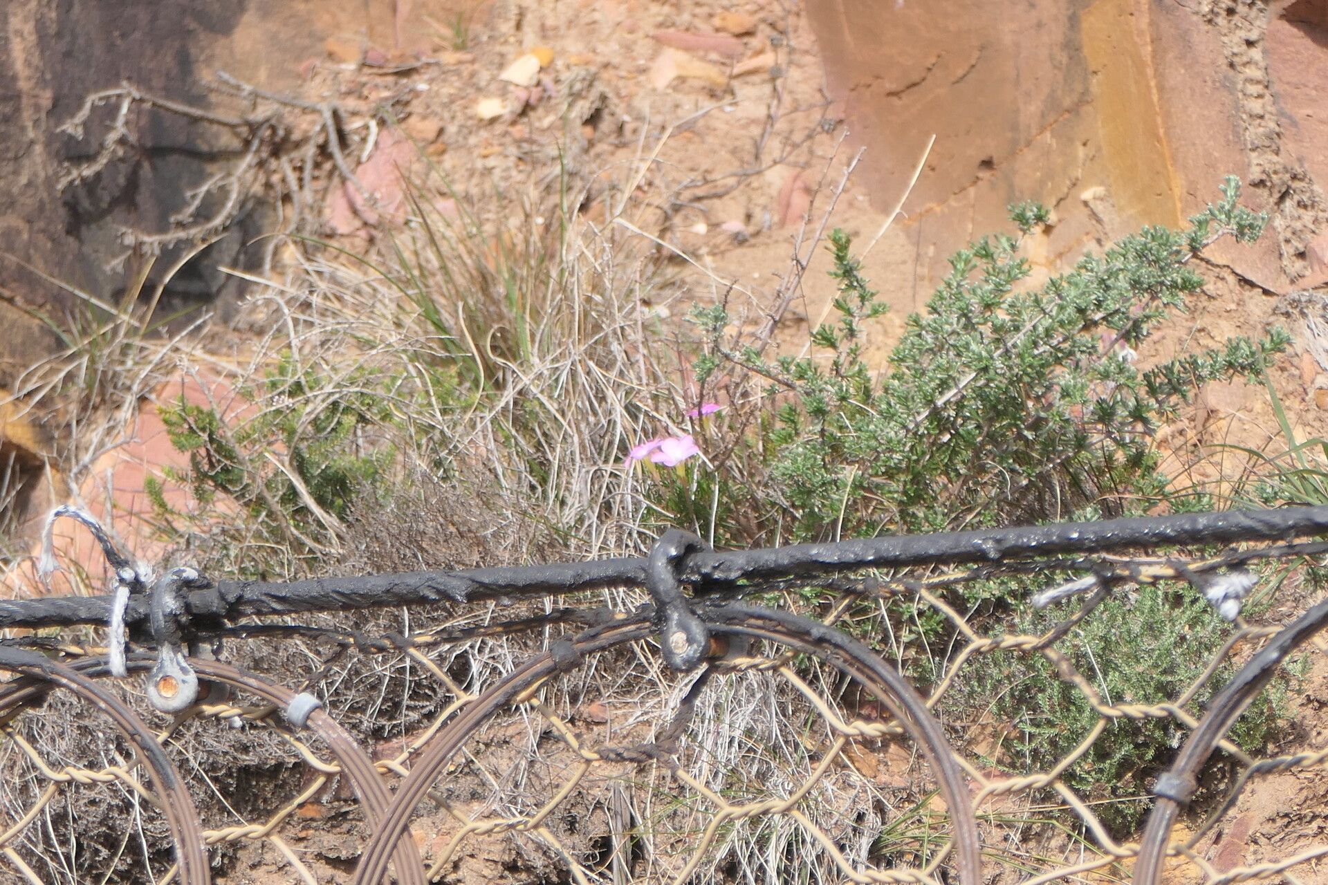 Oxalis polyphylla flower