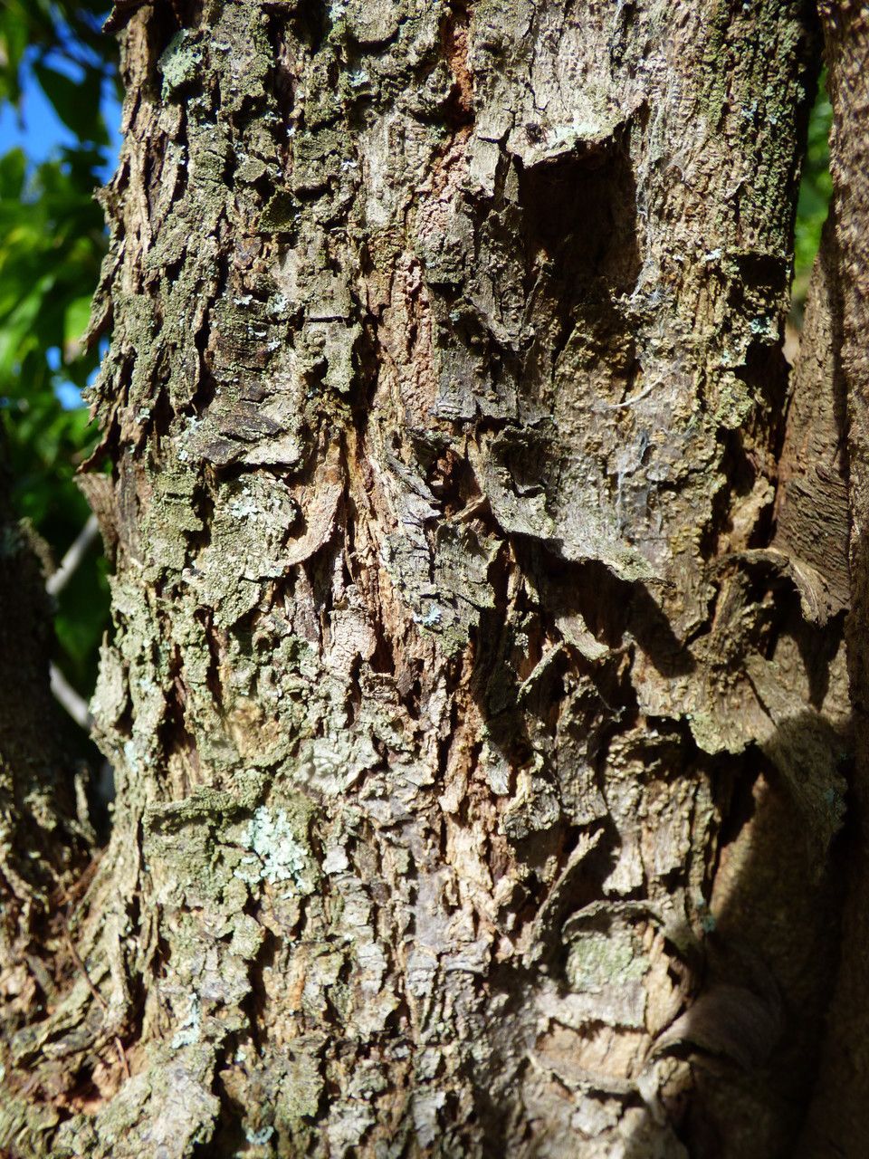 Phyllanthus niruroides bark