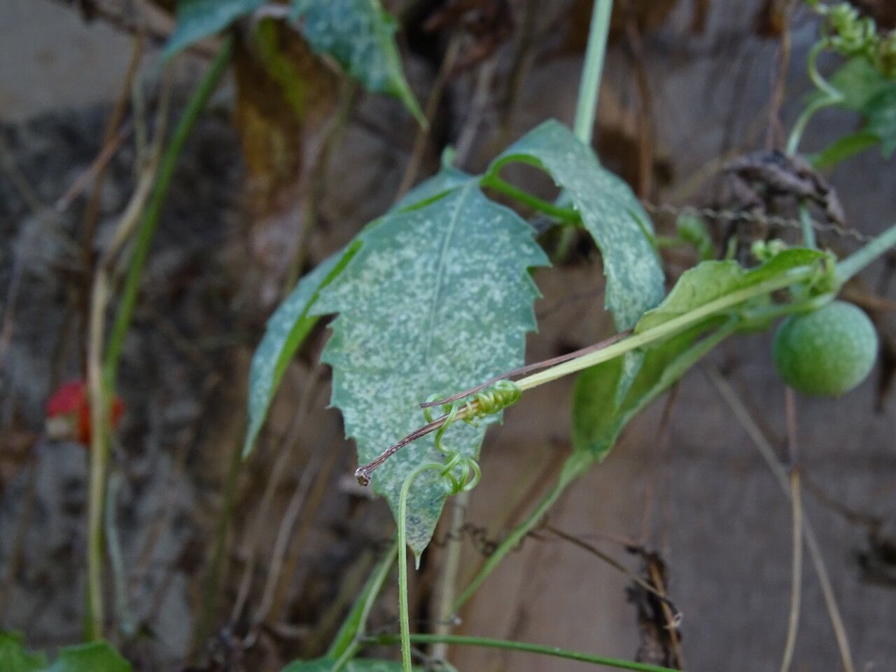 Ctenolepis cerasiformis bark