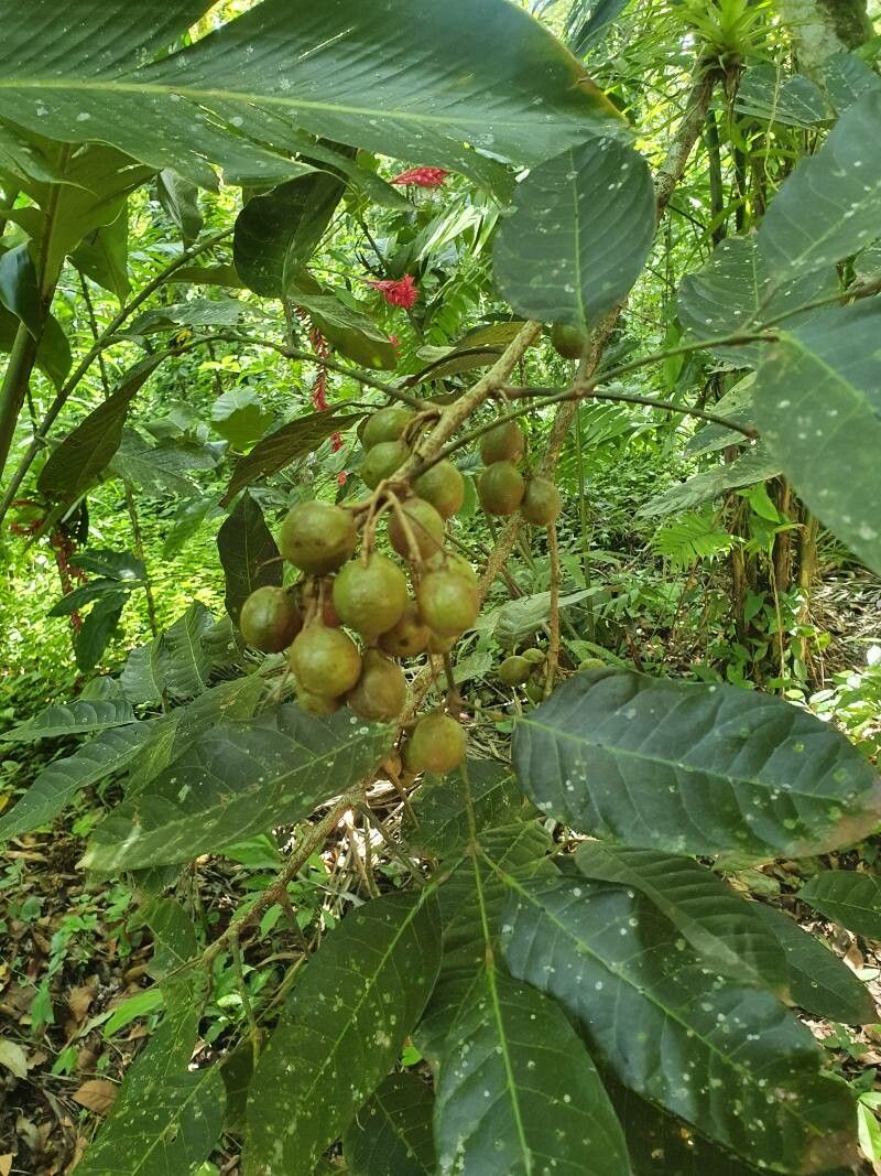 Trichilia martiana fruit
