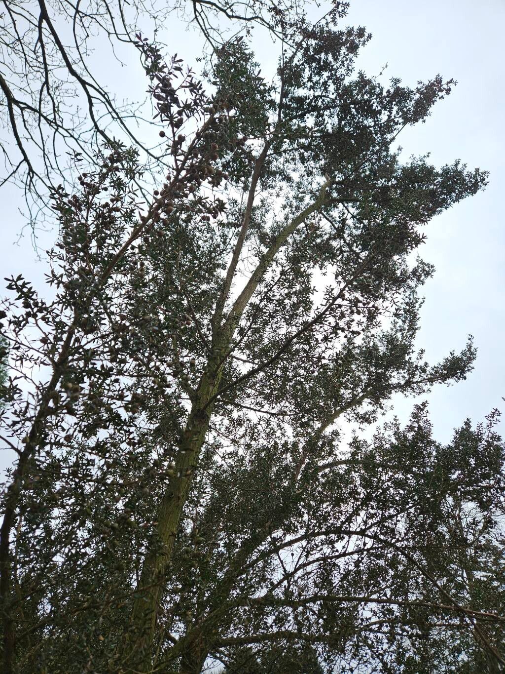 Leptospermum riparium bark