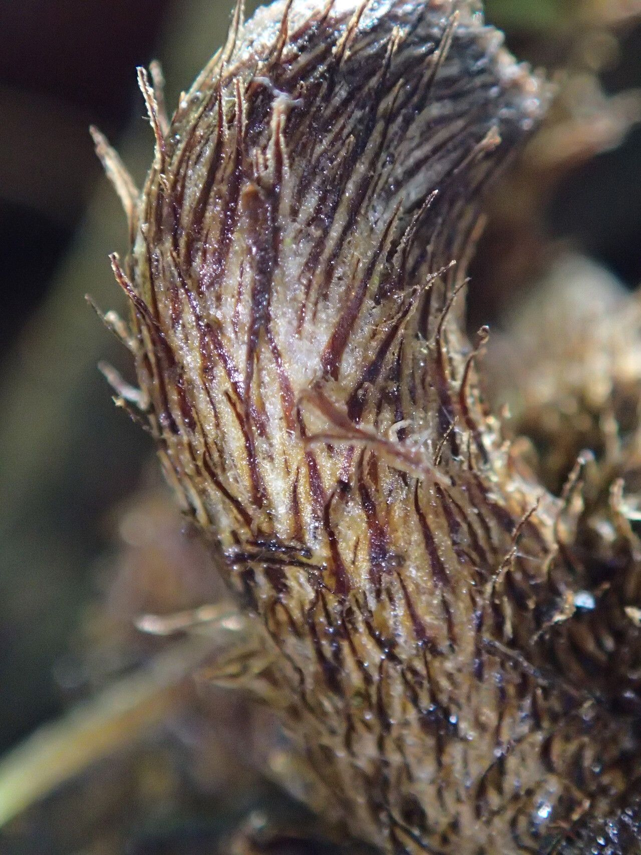 Pteris preussii other
