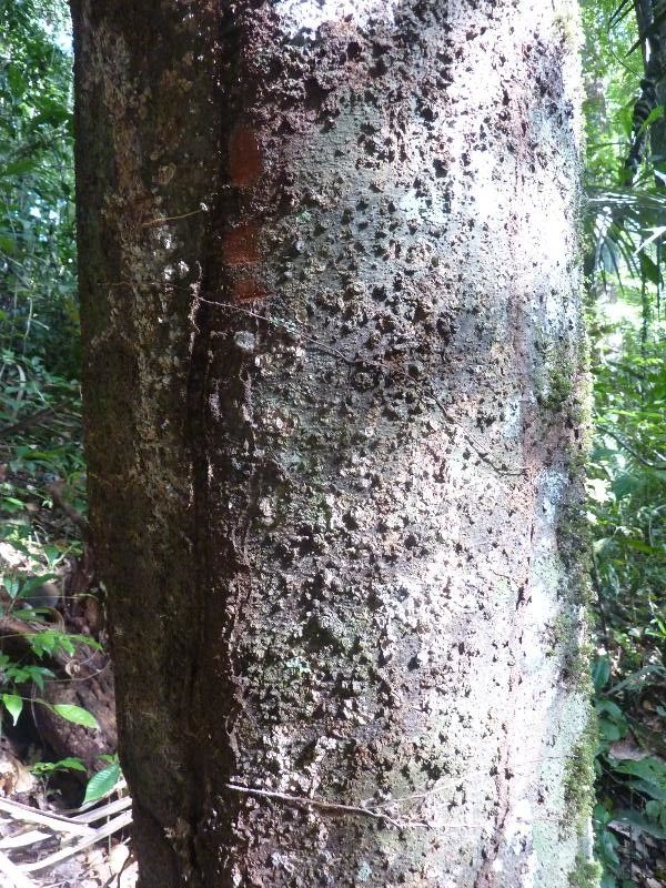Ocotea nigra bark