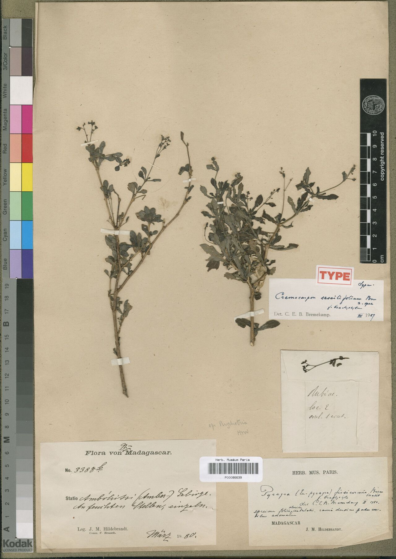 Psychotria schatzii — houseplant care guide