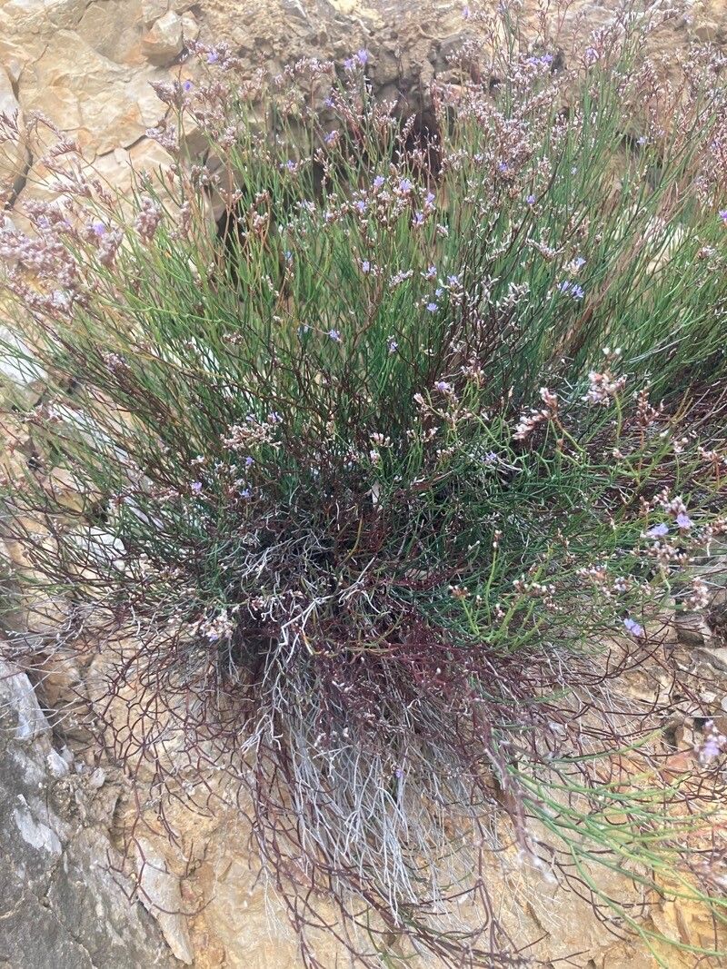 Limonium flagellare flower