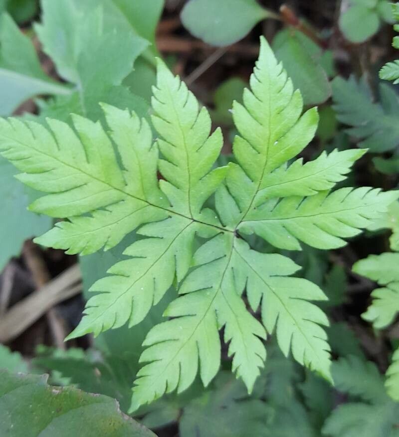 Hemionitis concolor — search result for 'Hemionitis'