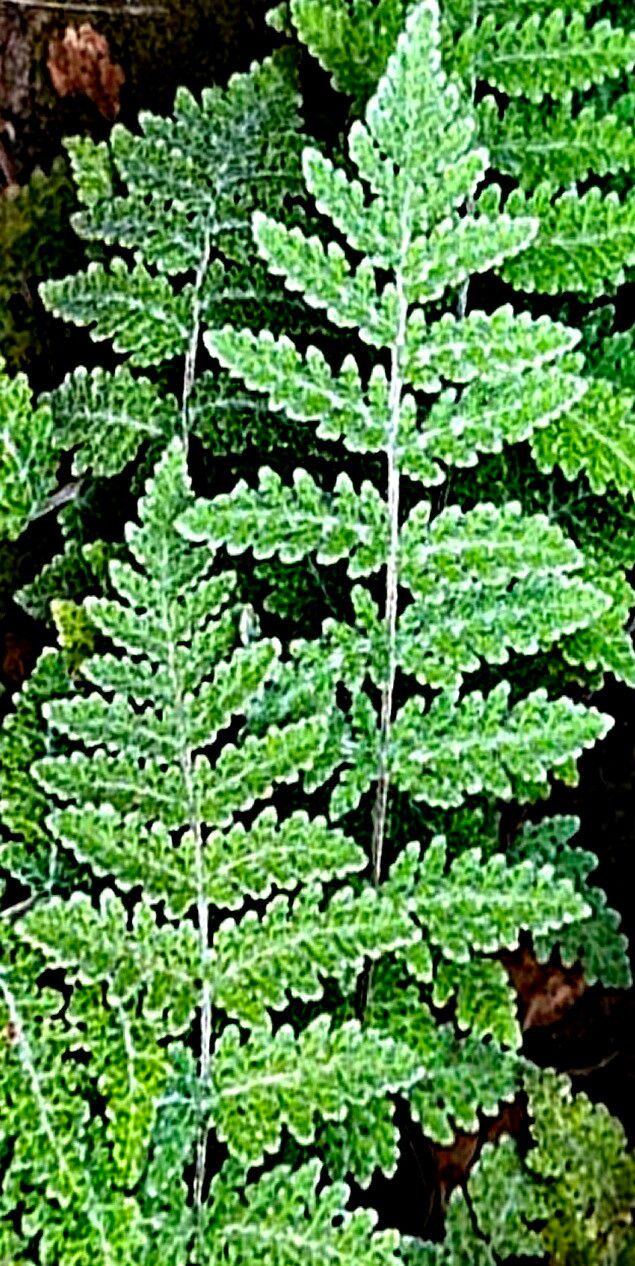 Hemionitis newberryi — houseplant care guide