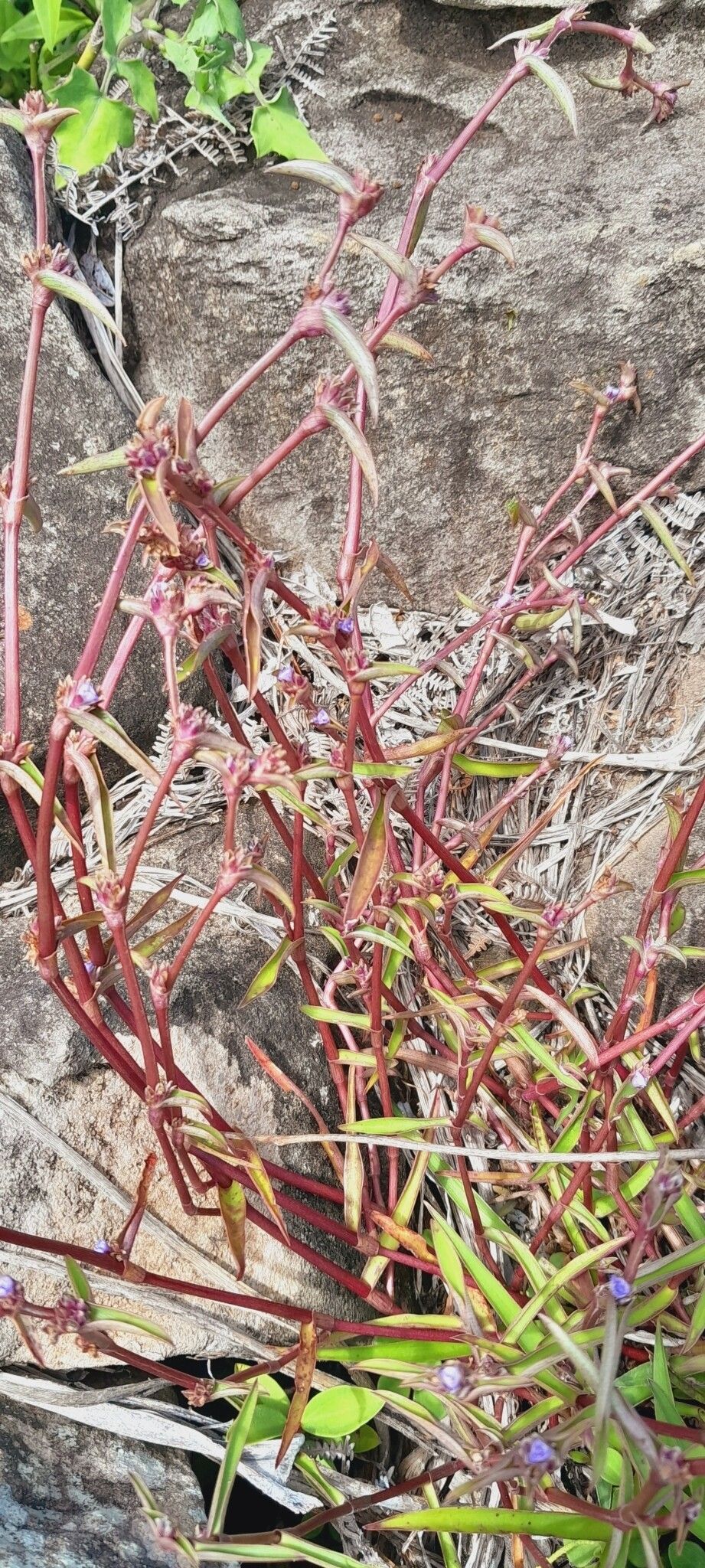 Cyanotis grandidieri habit