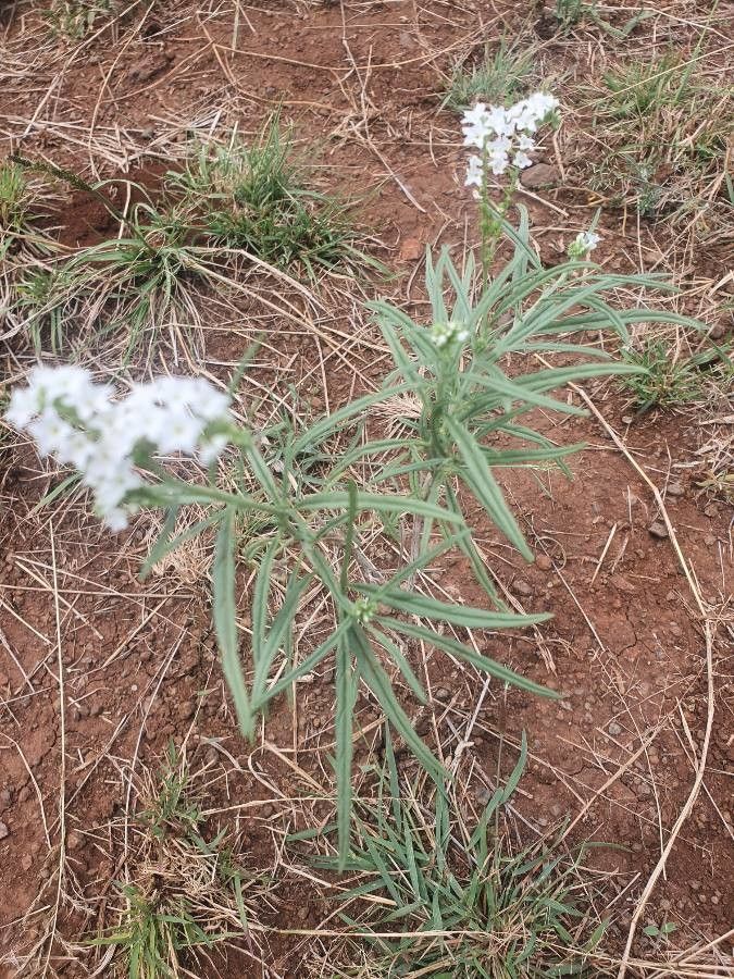Heliotropium longiflorum habit