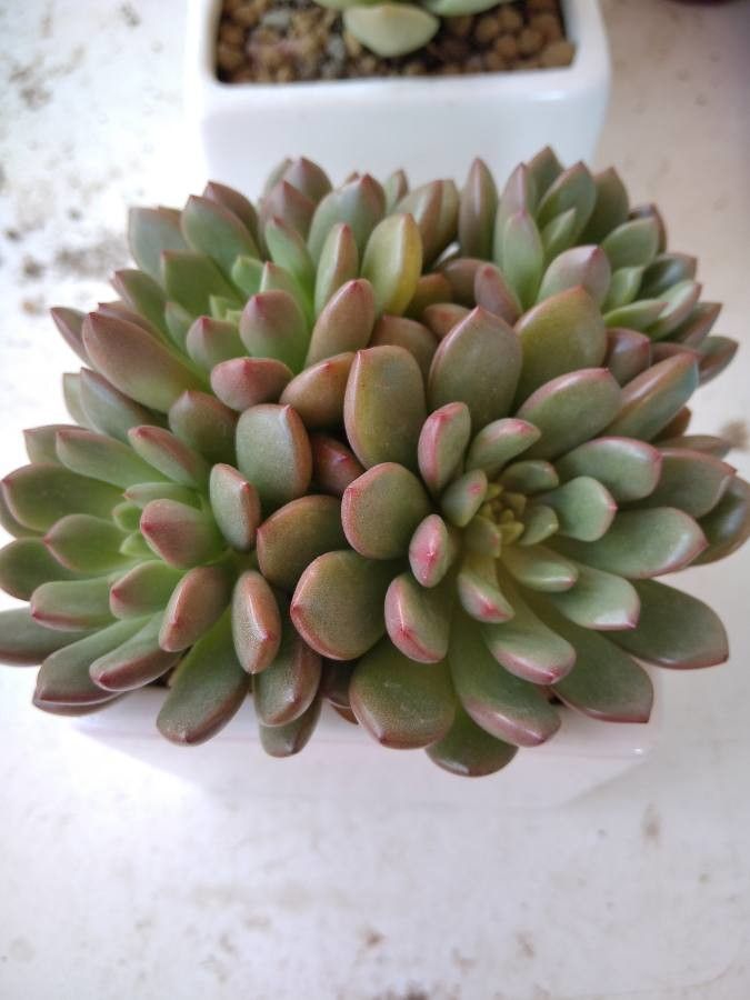 Echeveria cv. 'Apus' flower