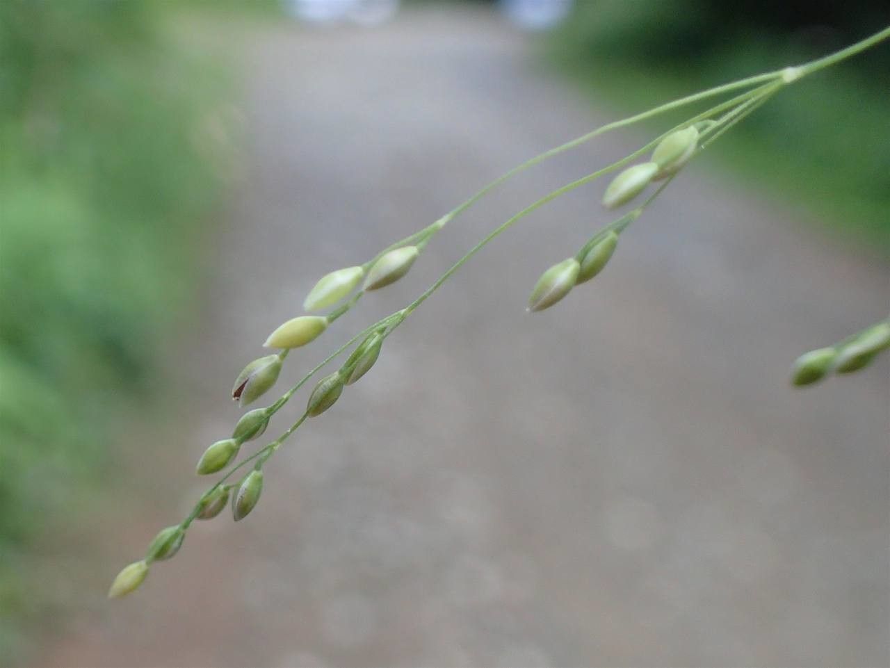 Milium effusum fruit