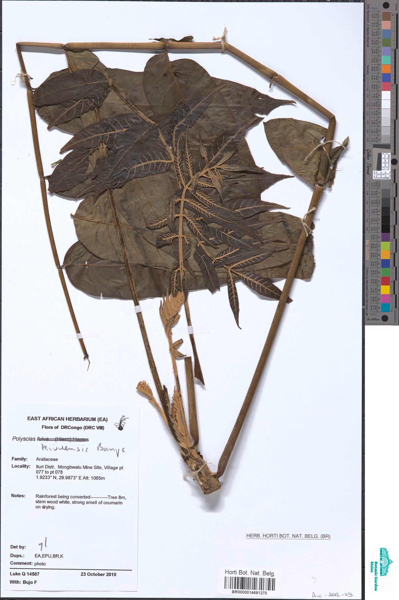 Polyscias kivuensis — search result for 'Polyscias'