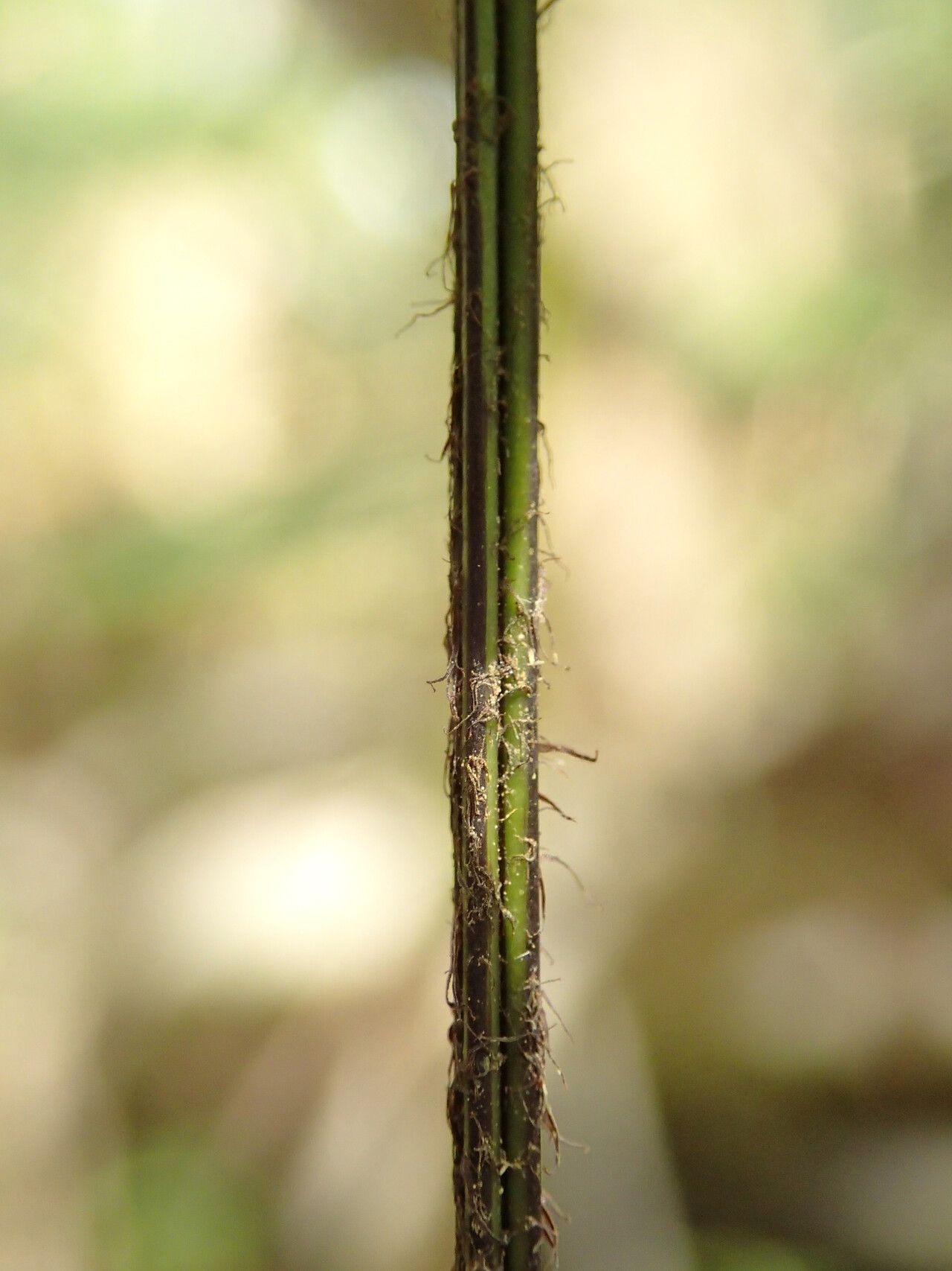 Asplenium buettneri other