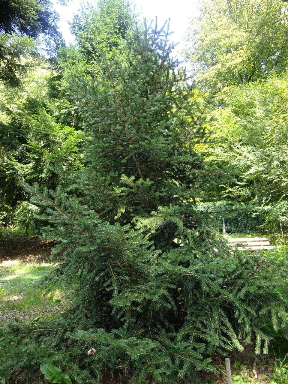 Picea torano habit