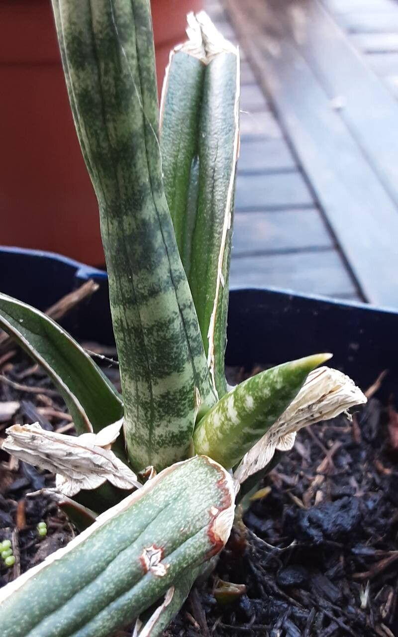 Dracaena suffruticosa leaf