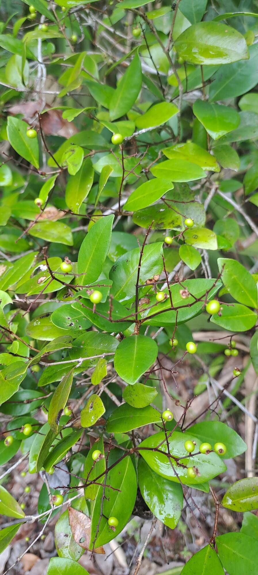 Myrcia guianensis — houseplant care guide