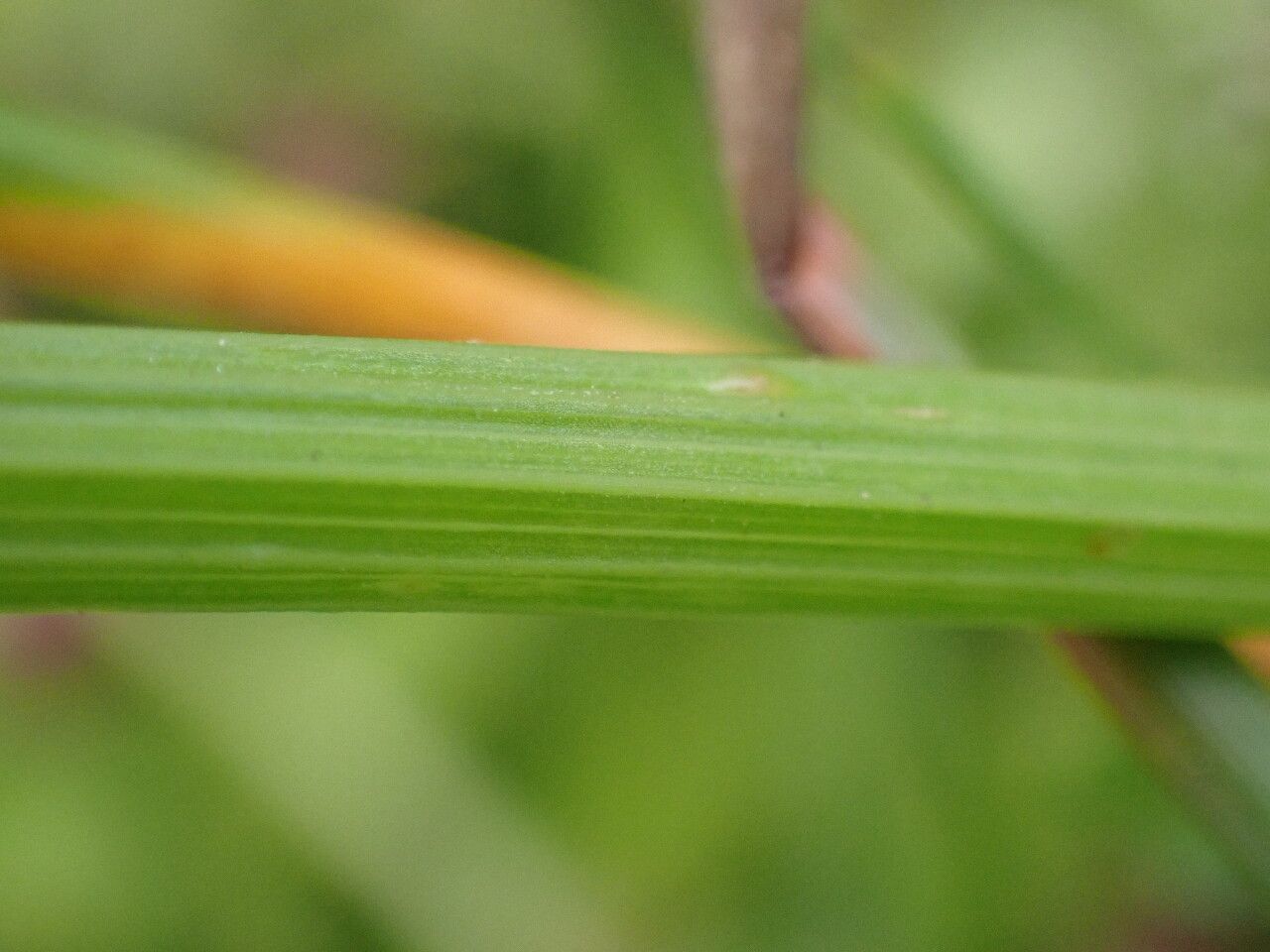 Helosciadium repens bark