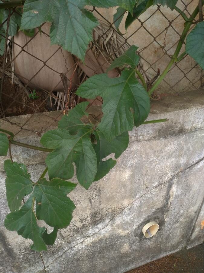 Cissus sulcicaulis other