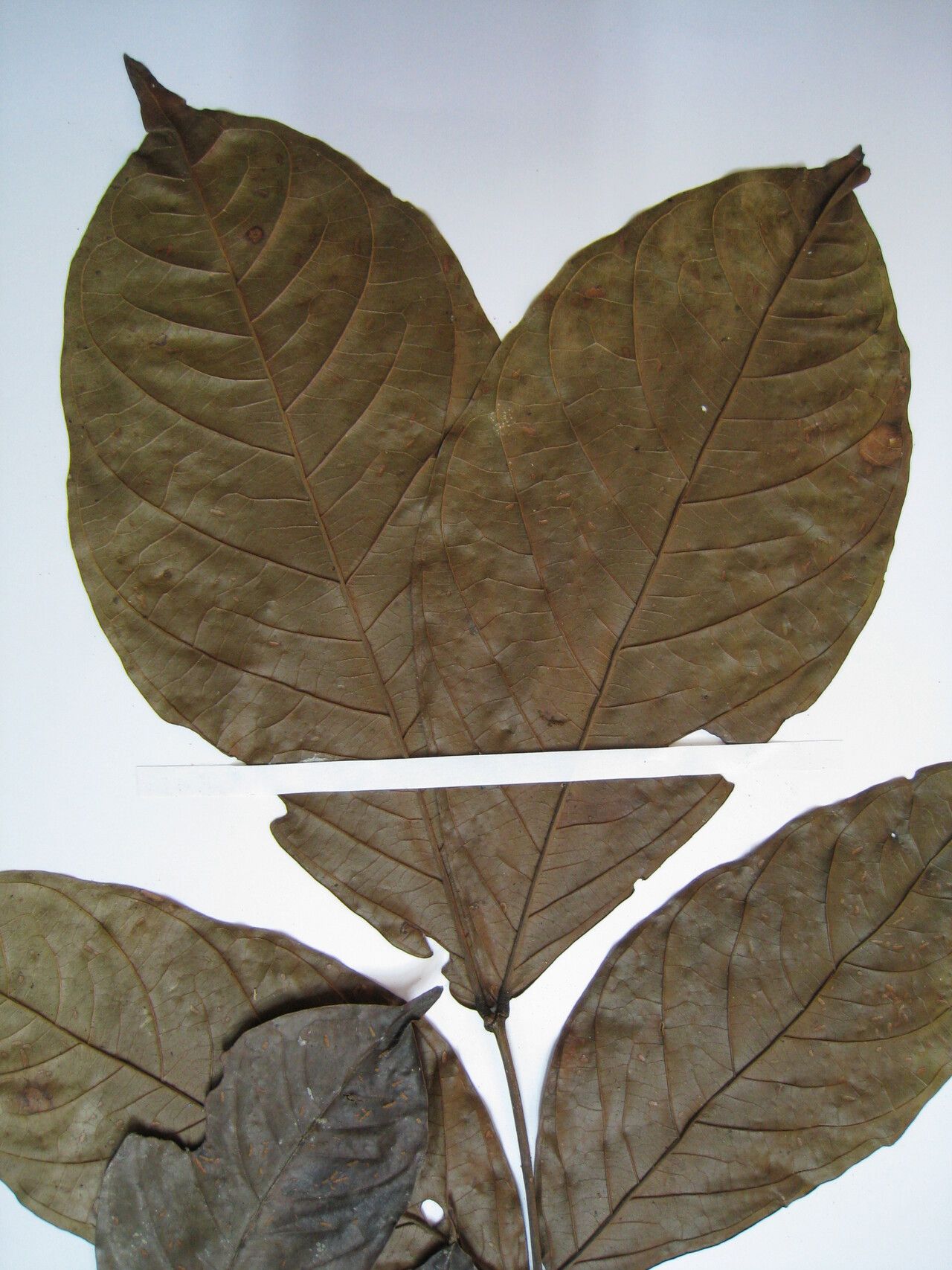 Inga pezizifera other