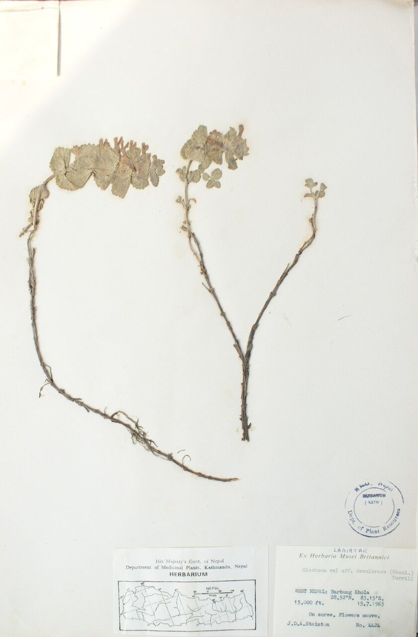 Nepeta decolorans other