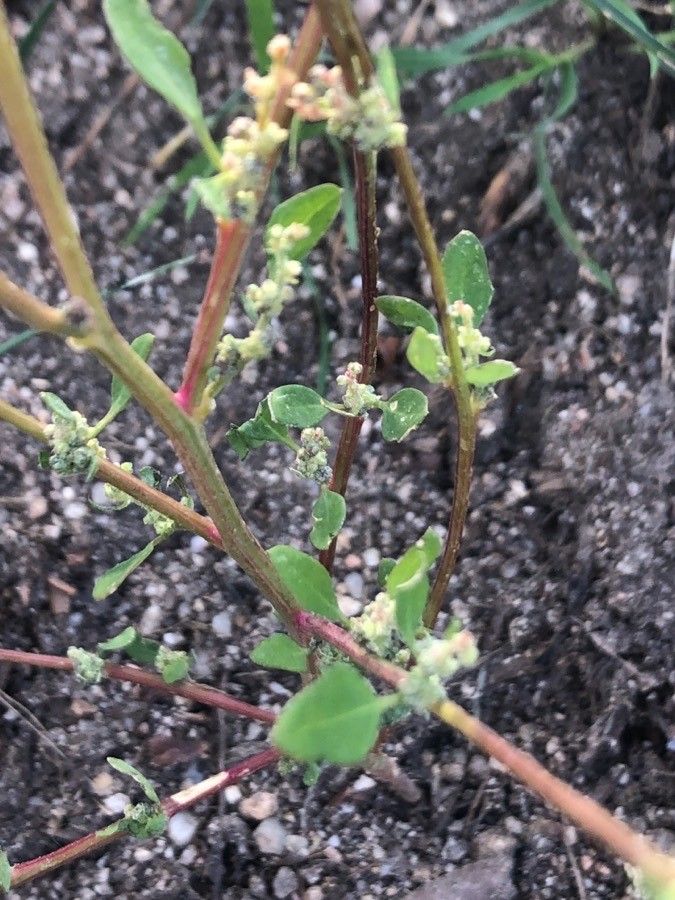 Chenopodium urbicum — search result for 'Chenopodium'