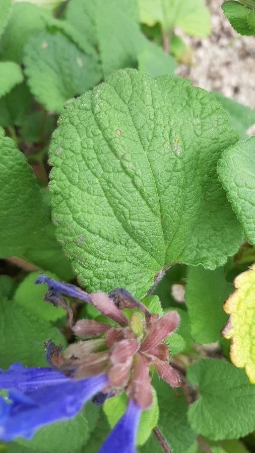 Dracocephalum grandiflorum — related species from the same genus