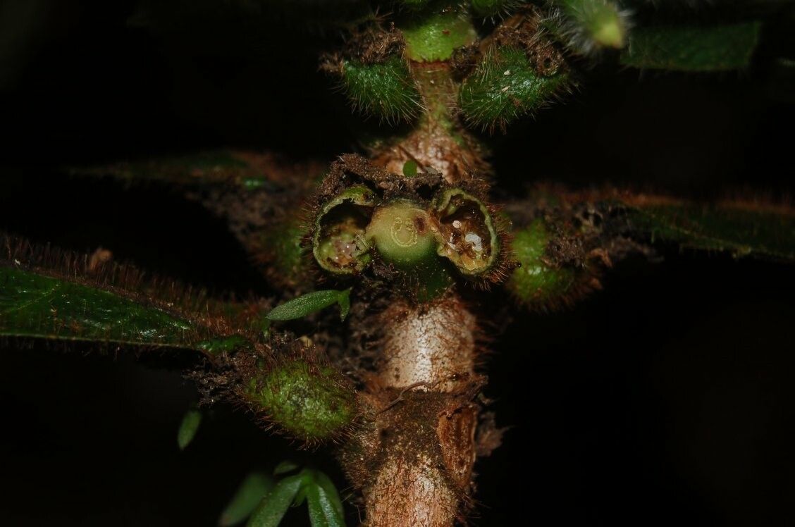 Duroia saccifera — houseplant care guide