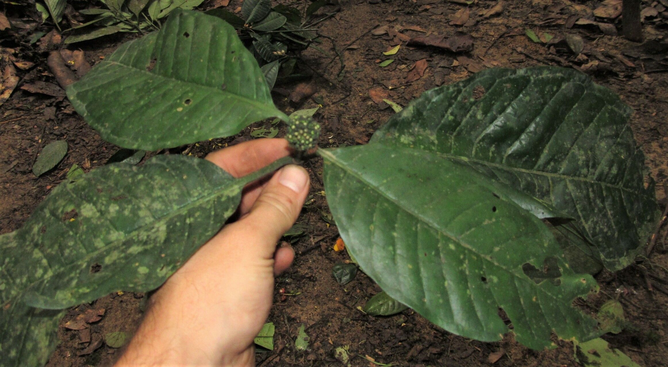 Psychotria duncanthomasii — houseplant care guide