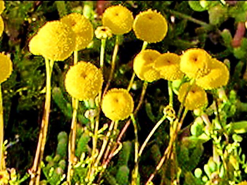 Oncosiphon grandiflorus — related species from the same genus