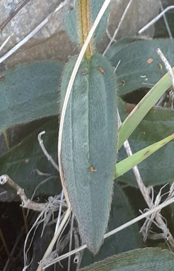 Tibouchina gracilis — search result for 'Melastomataceae'
