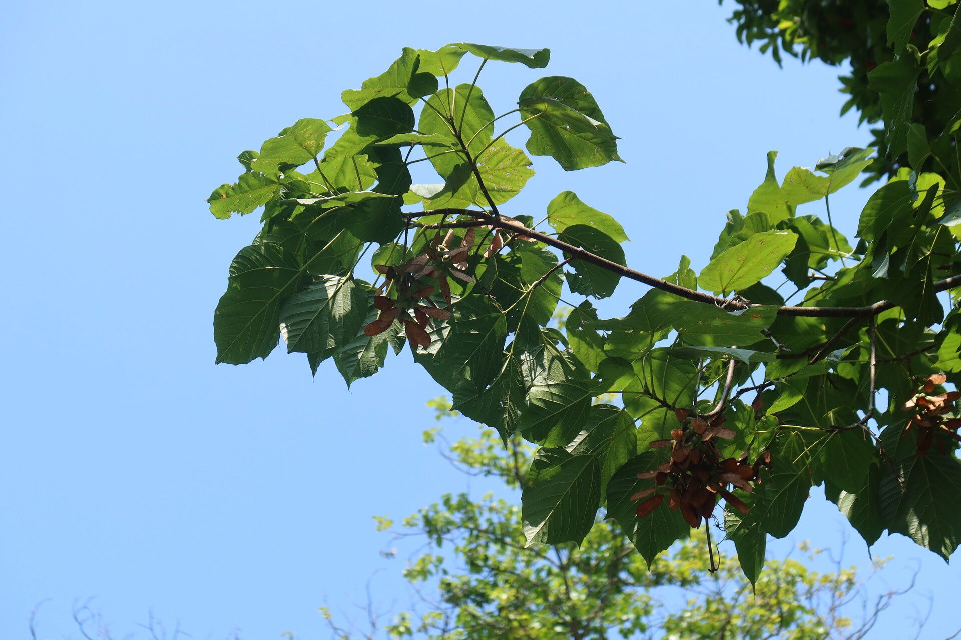 Acer thomsonii — houseplant care guide