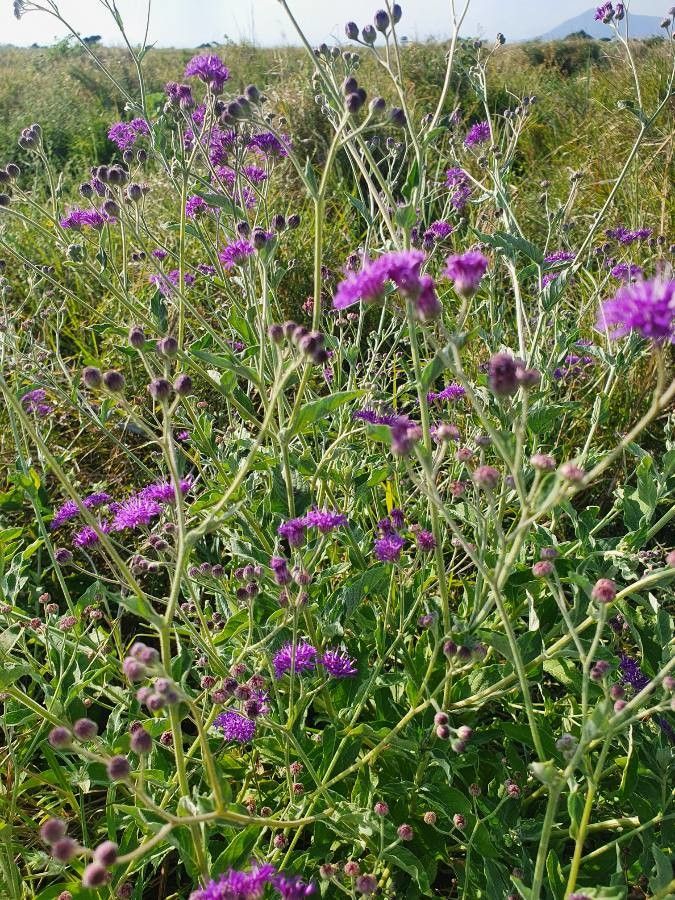 Gutenbergia gilbertii flower