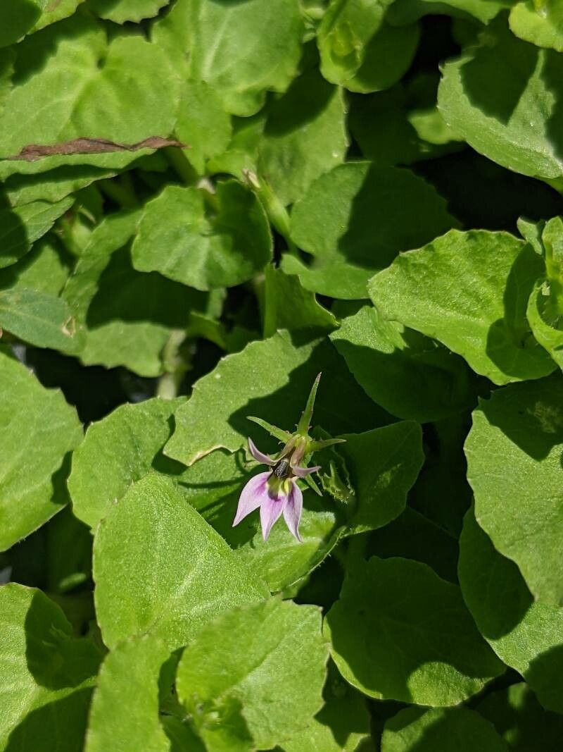 Lobelia nummularia — search result for 'Lobelia'