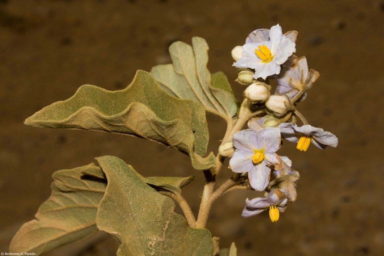 Solanum comarapanum — houseplant care guide