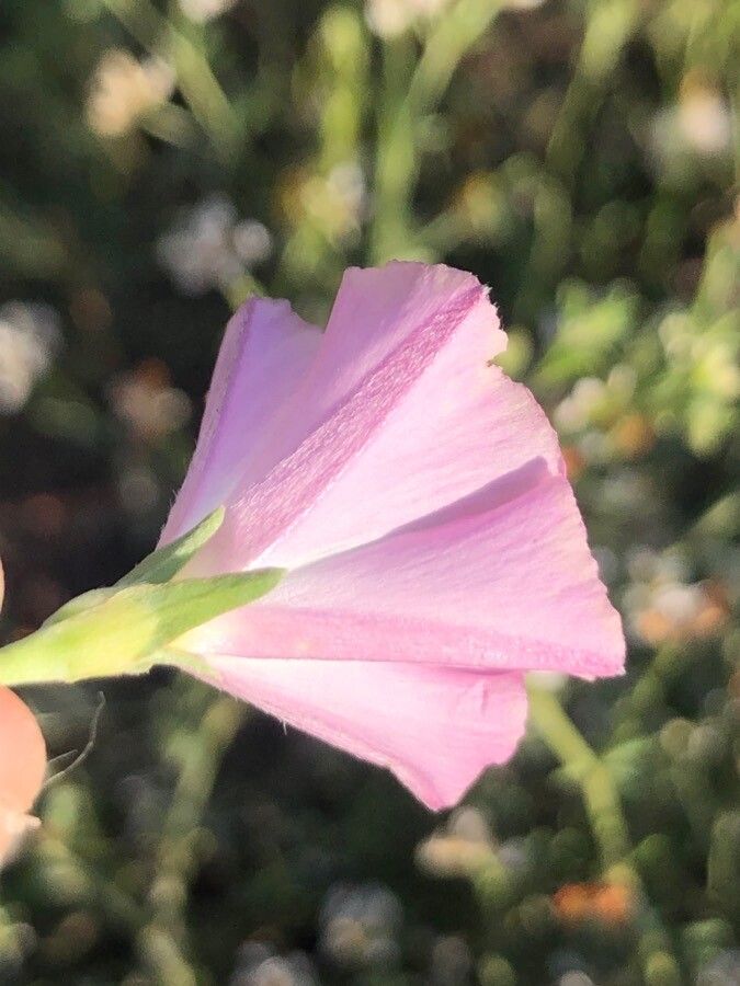 Convolvulus lineatus flower