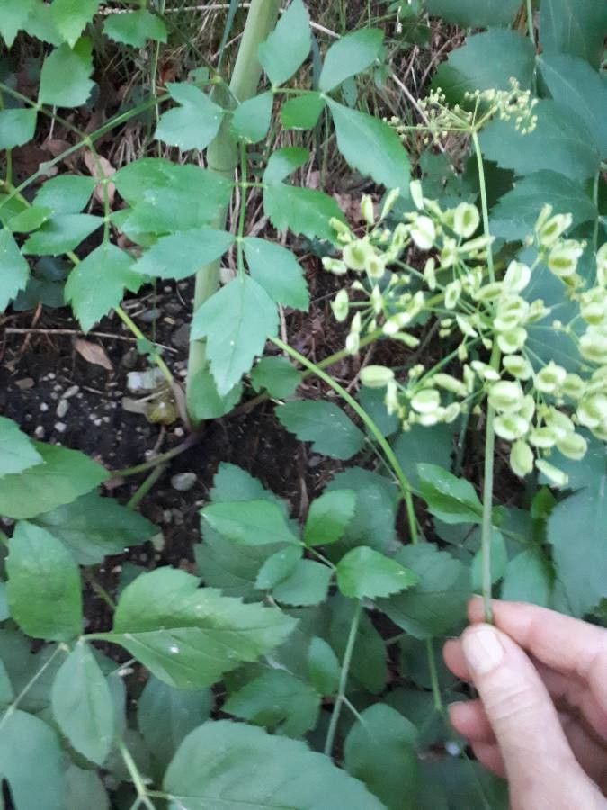 Ligusticum canadense