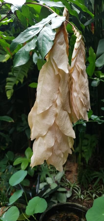 Maniltoa grandiflora leaf