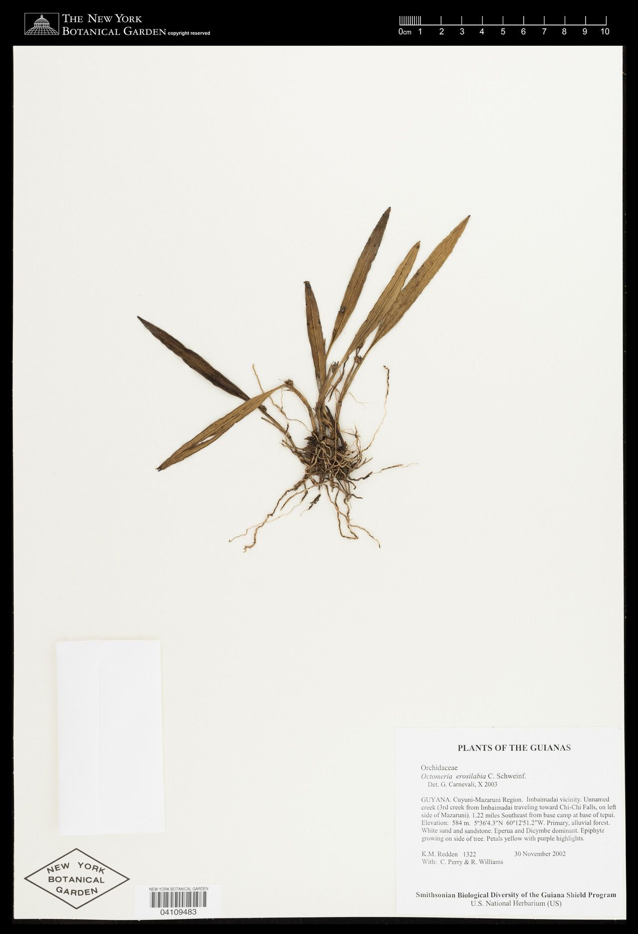 Octomeria erosilabia — related species from the same genus