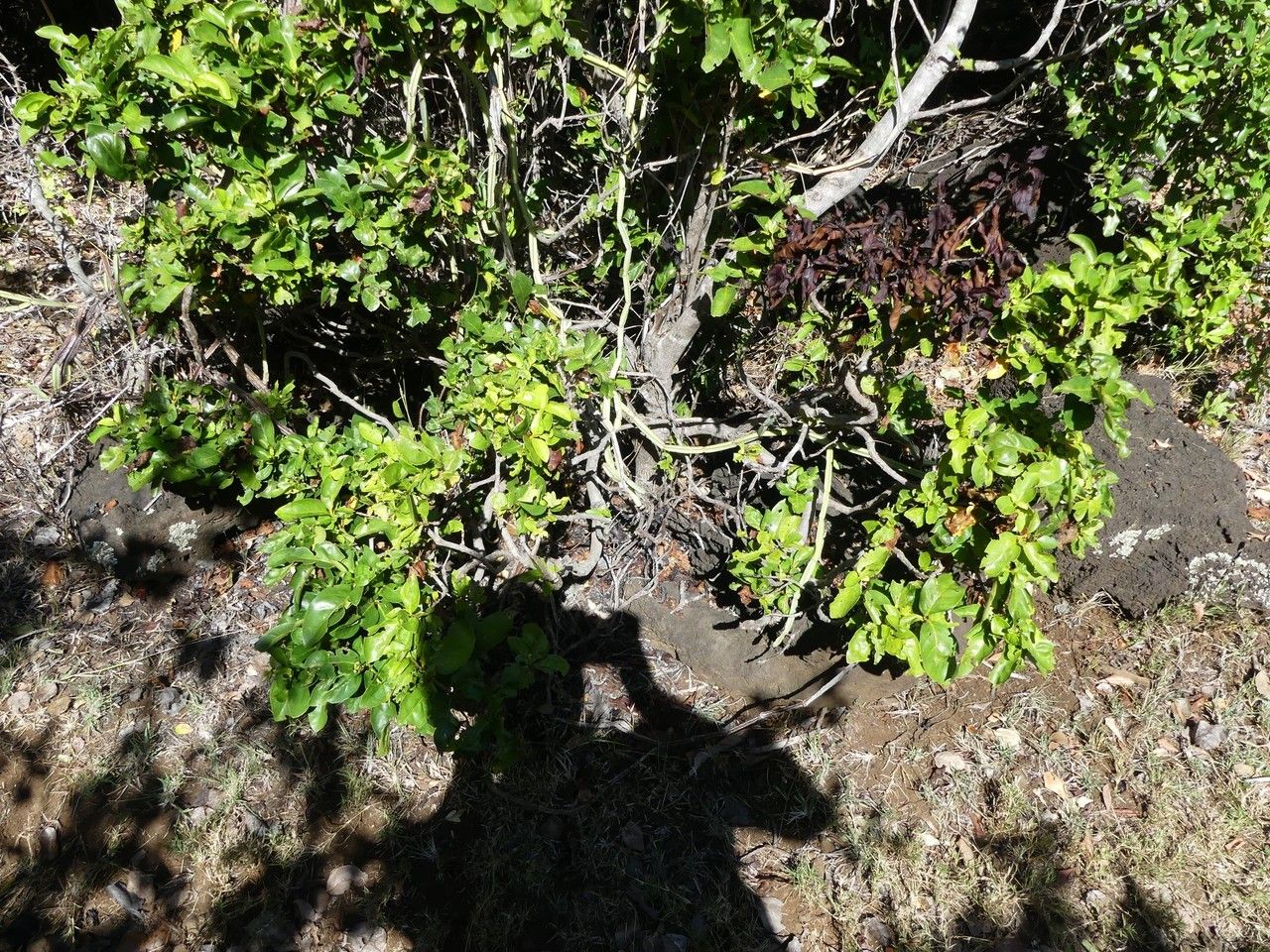 Pyrostria bibracteata habit