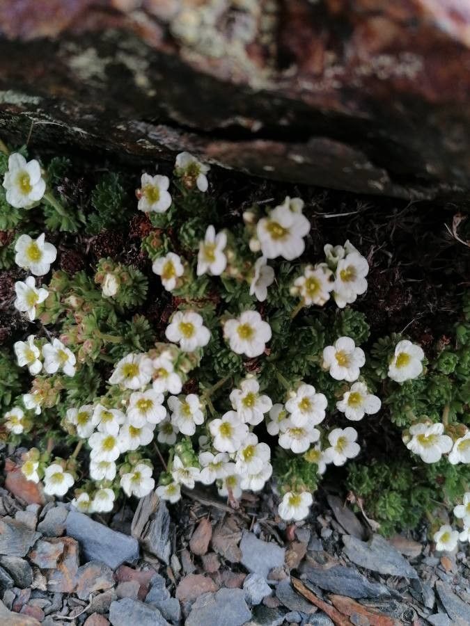 Saxifraga pubescens habit