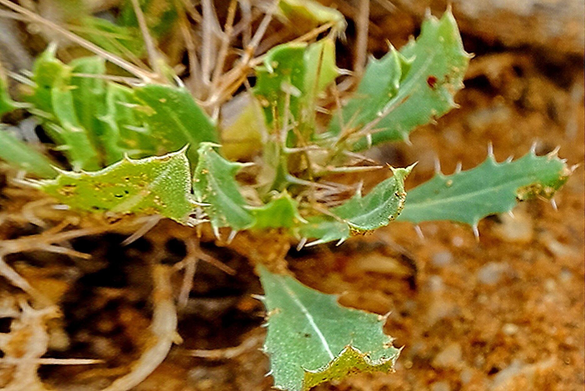 Blepharis mitrata — houseplant care guide