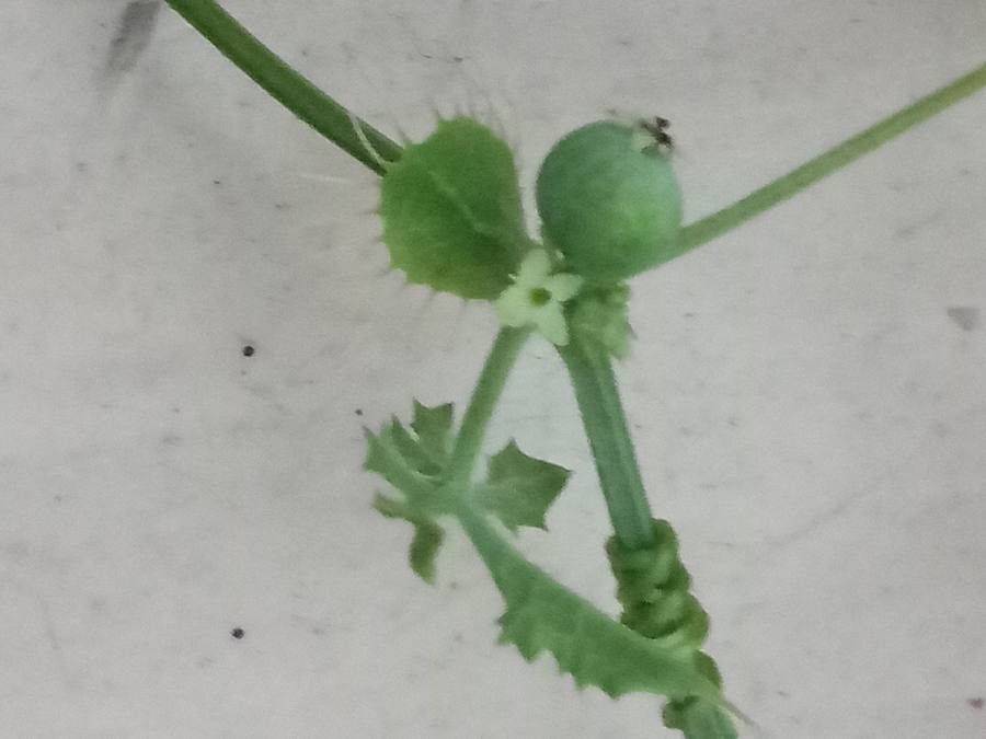 Ctenolepis garcini fruit