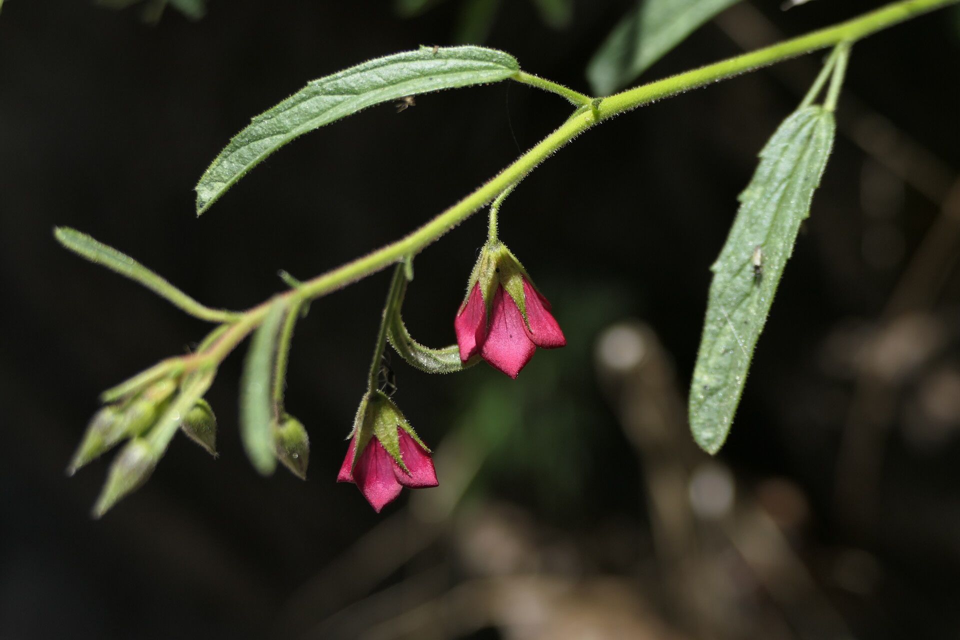 Hermannia affinis flower
