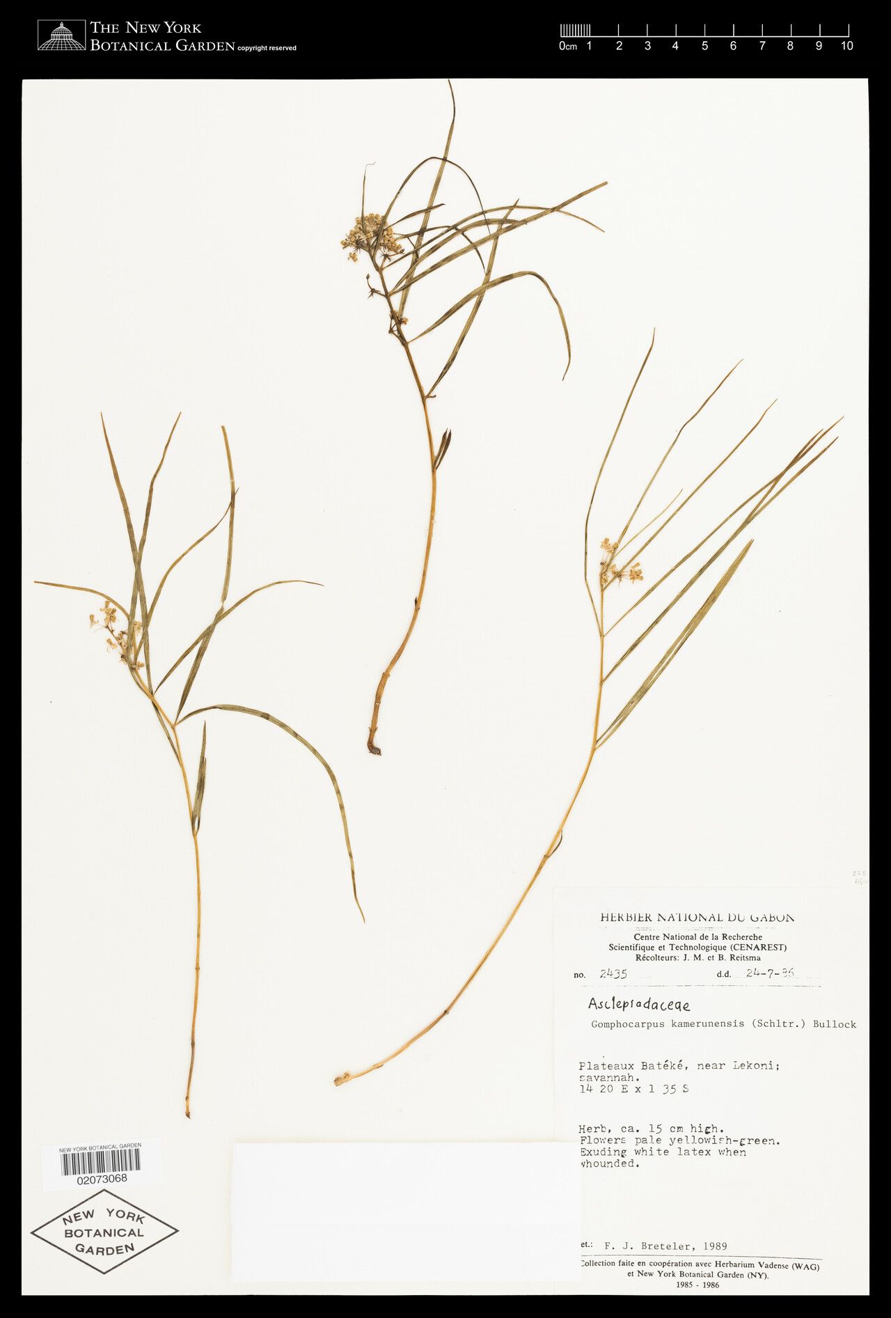 Asclepias kamerunensis — search result for 'Asclepias'