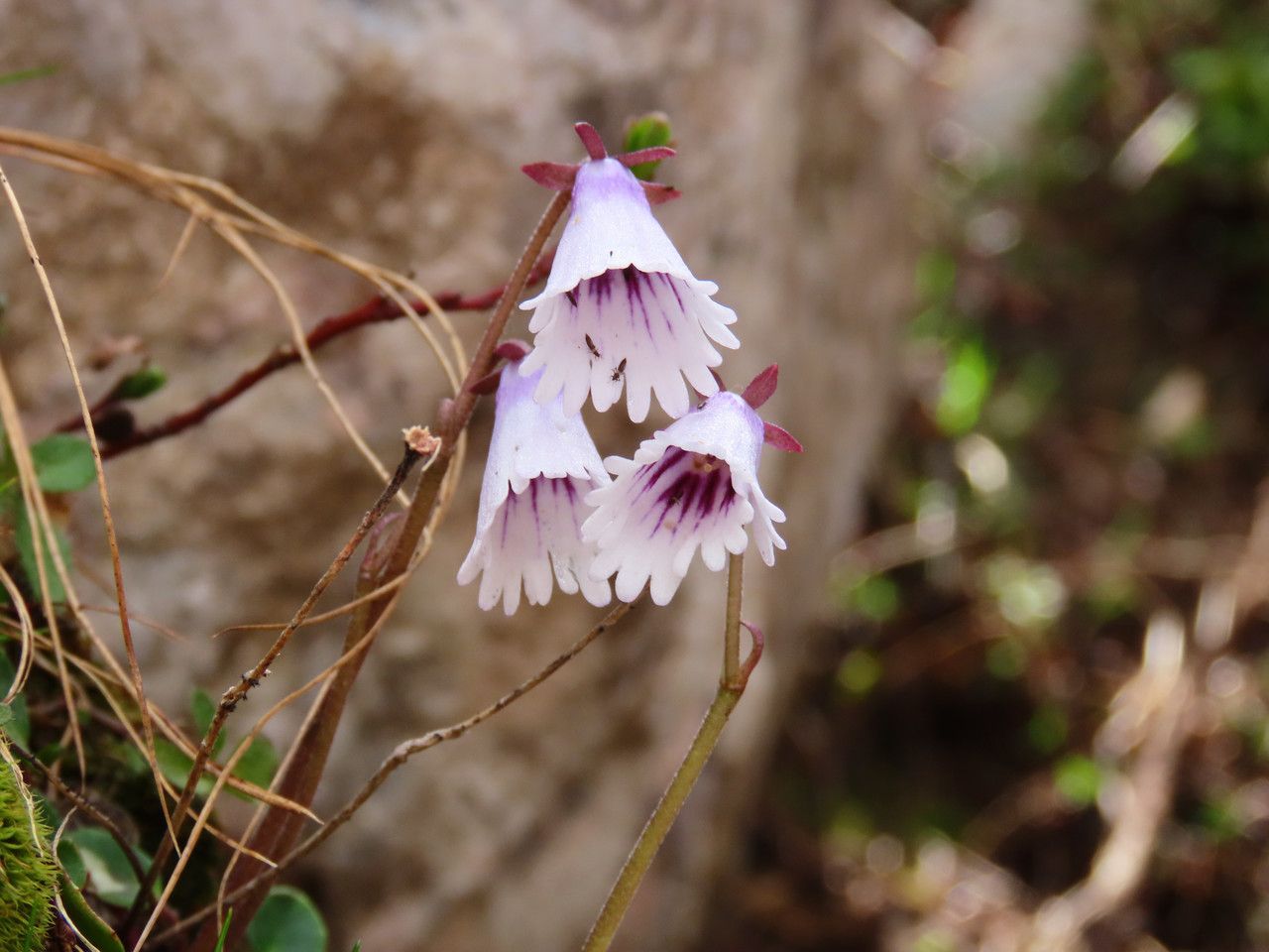 Soldanella minima flower