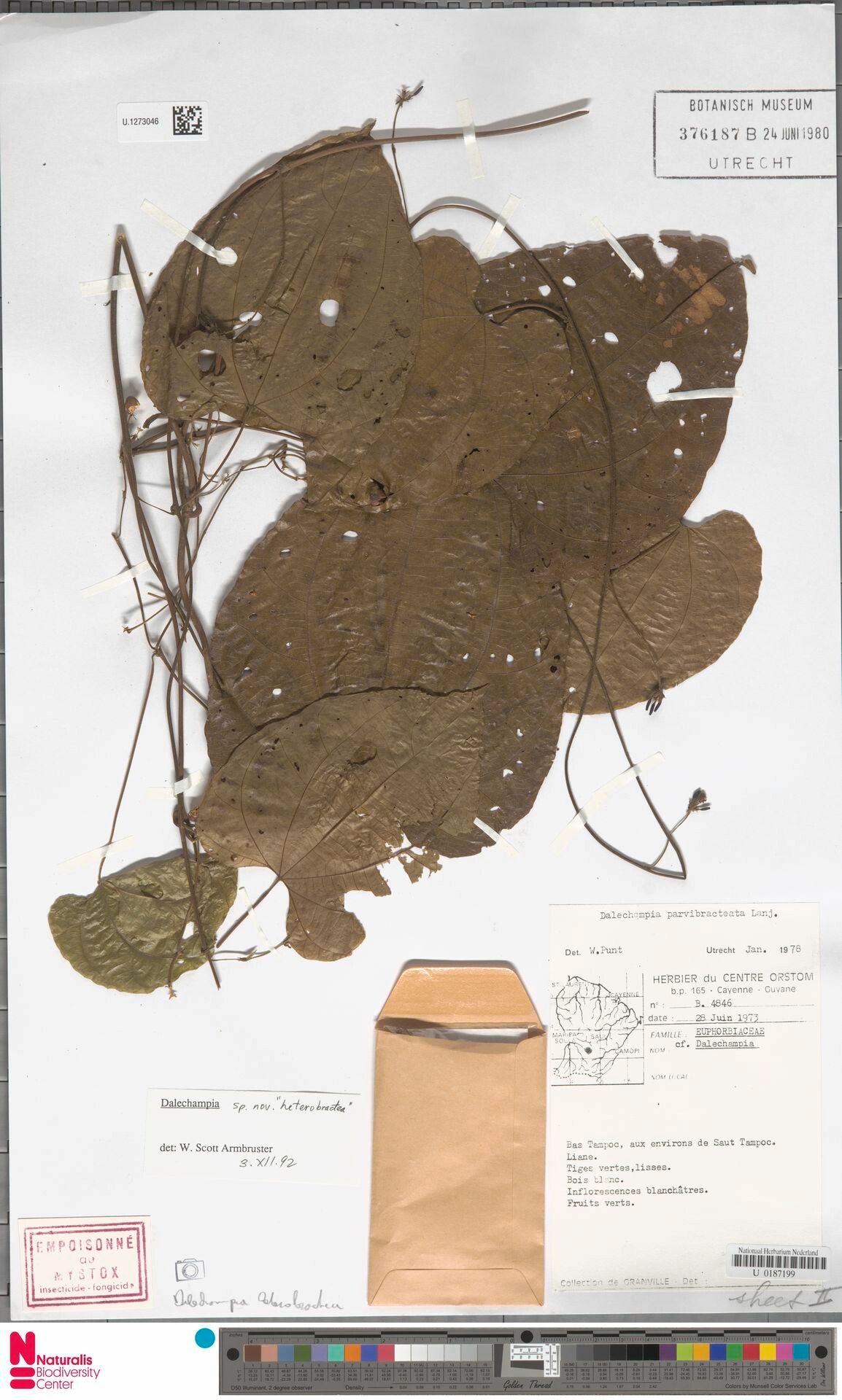 Dalechampia parvibracteata leaf