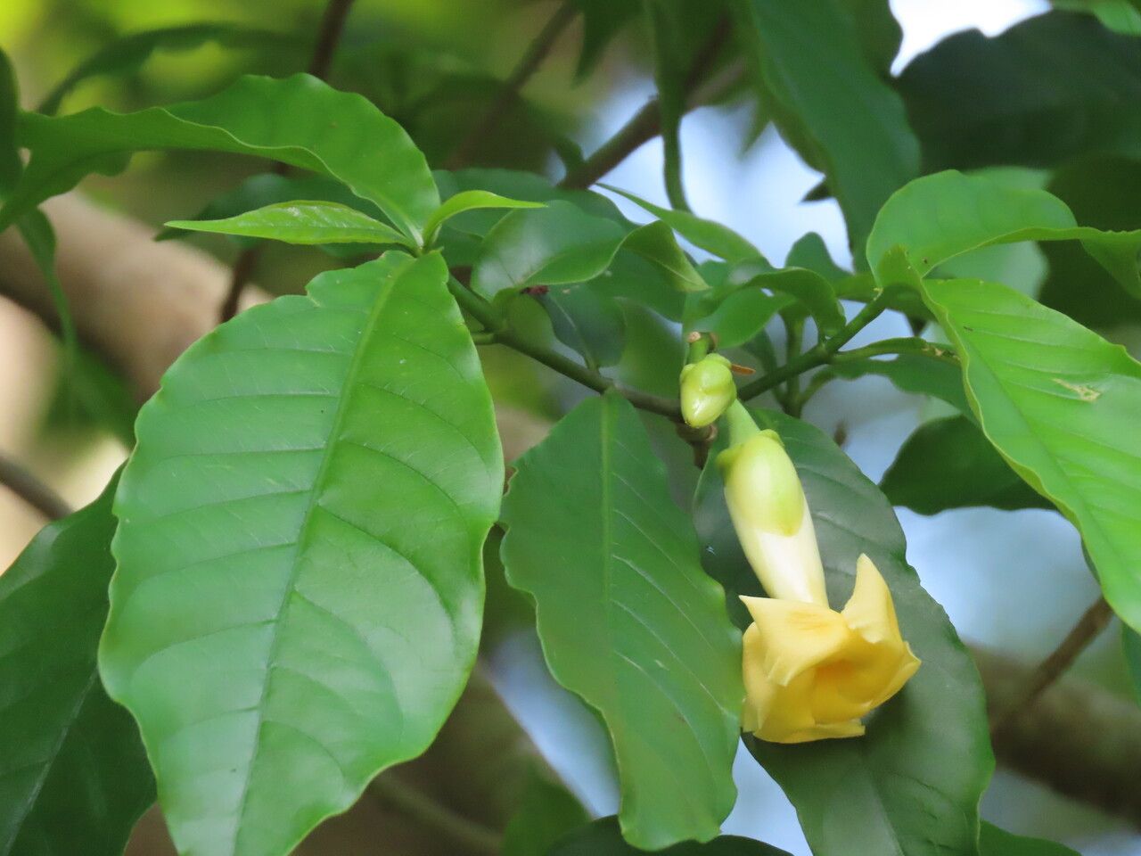 Tabernaemontana donnell-smithii flower