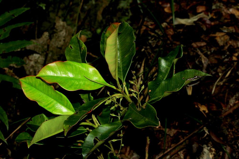 Quintinia parviflora habit